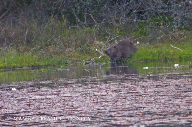 beavers, scotland, aigas, wild-13.jpg - USING TELESCOPE - 21.38 -3.6.06 - FIRST EVER PHOTOGRAPH OF WILD BEAVER IN the UK - AIGAS - PHOTOS WERE TAKEN EACH NIGHT DURING THE WEEK 3RD JUNE -- 10TH JUNE